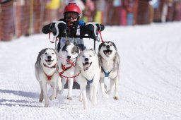 Lenk 2013